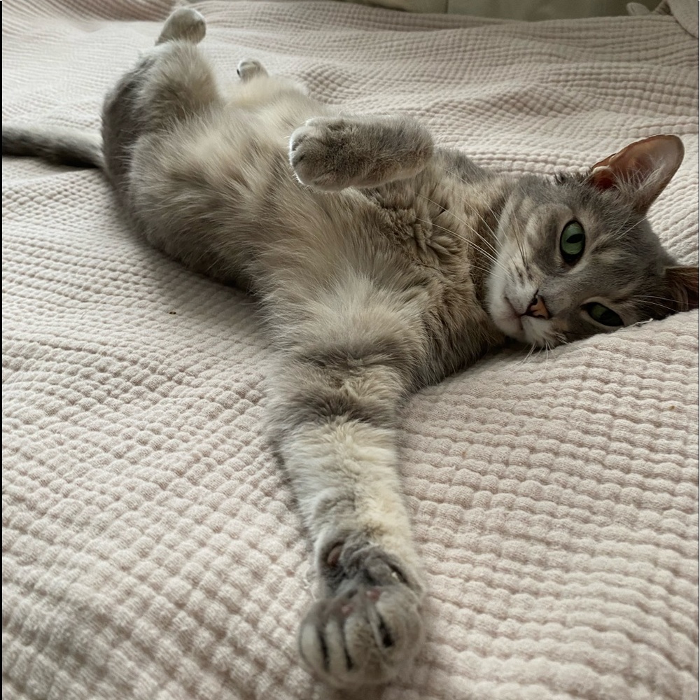 Hello, I’m Alffie 😸